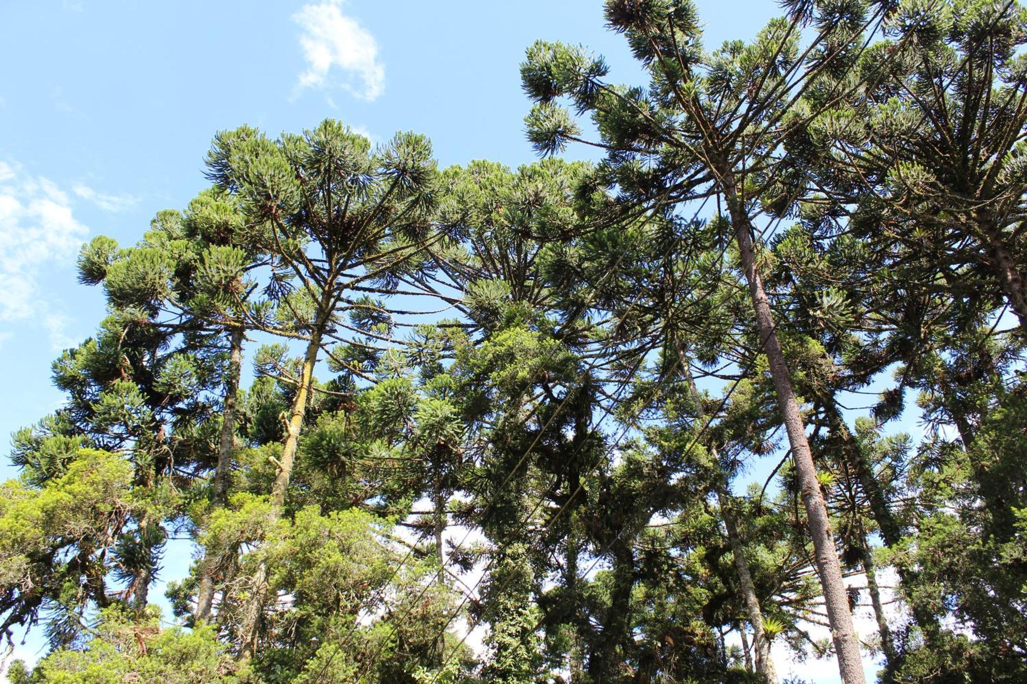 Chale Mon Amour 3 Campos do Jordao Exterior photo